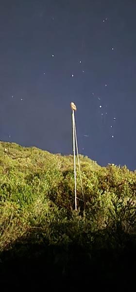 Tawny Owl perched on net pole against a night sky.  R. Geary