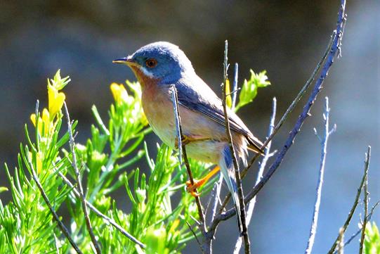A lovely male Subalpine Warbler.       P. Rocca