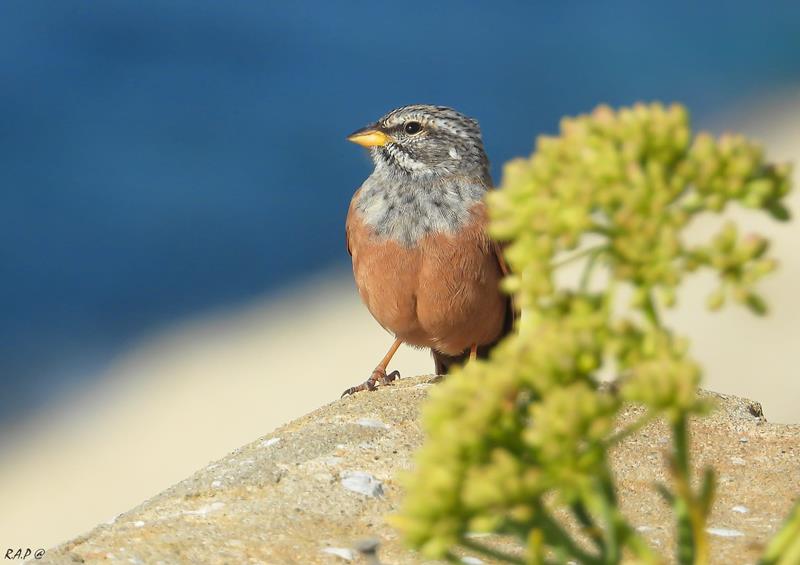 House Bunting              R. Perez