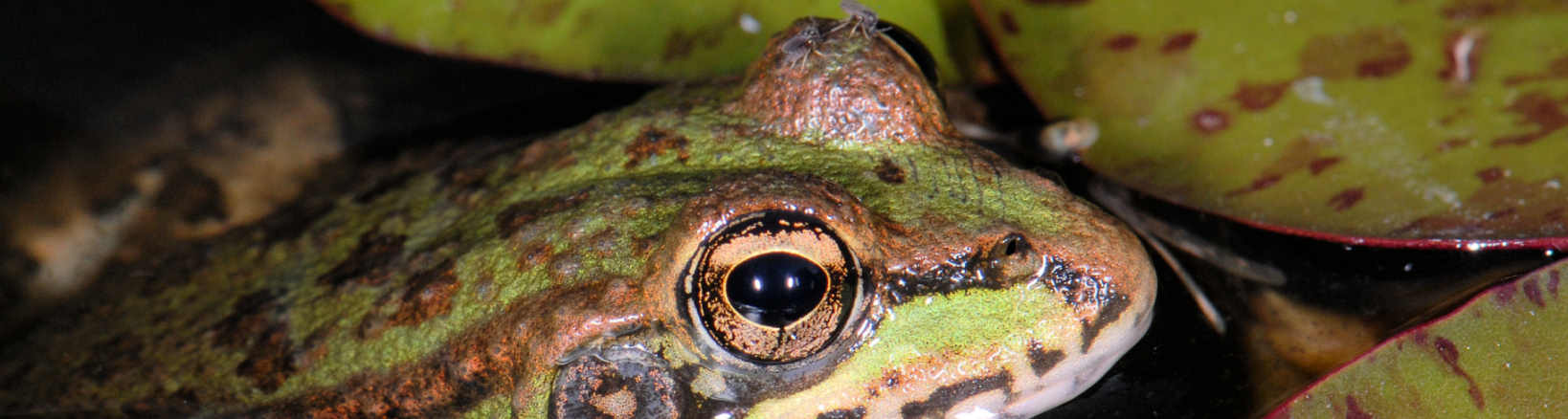 frog