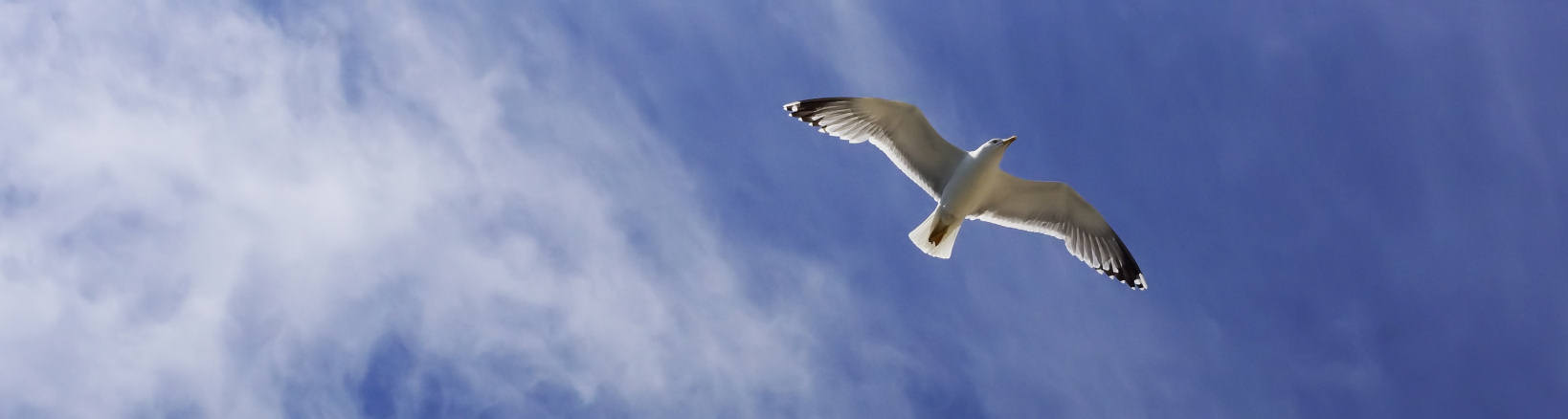 Gibraltar Ornithological & Natural History Society