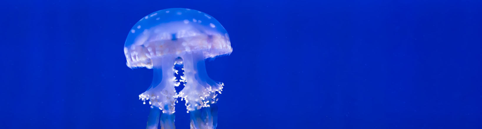 Jellyfish