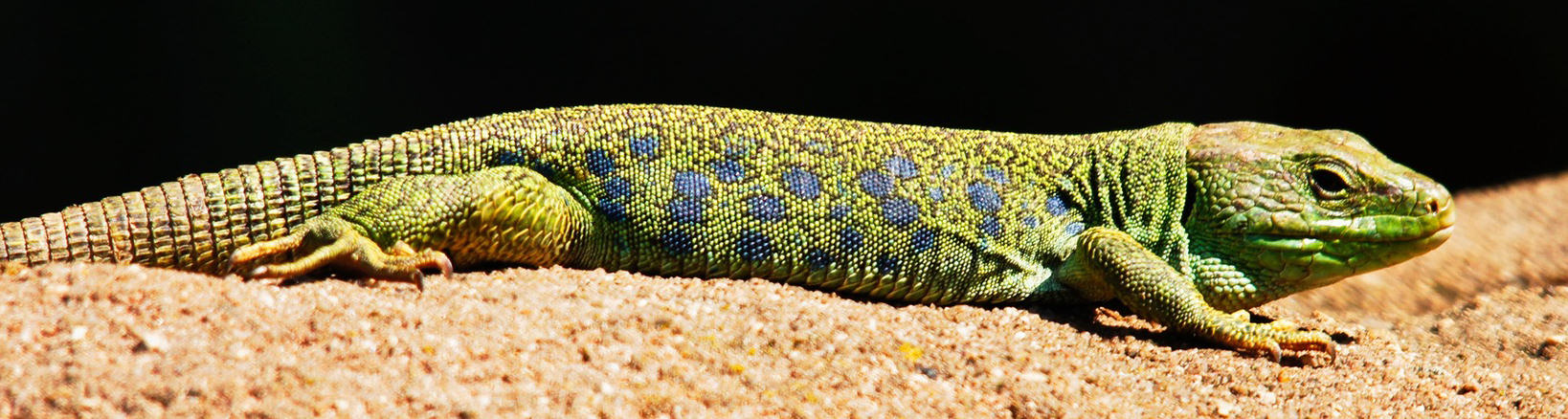 Reptiles