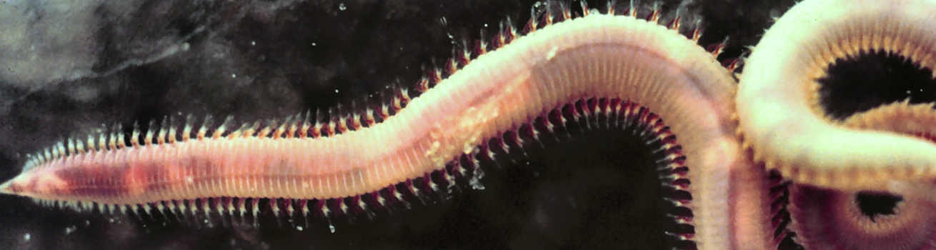 annelida
