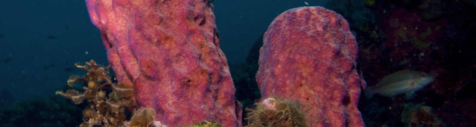 porifera