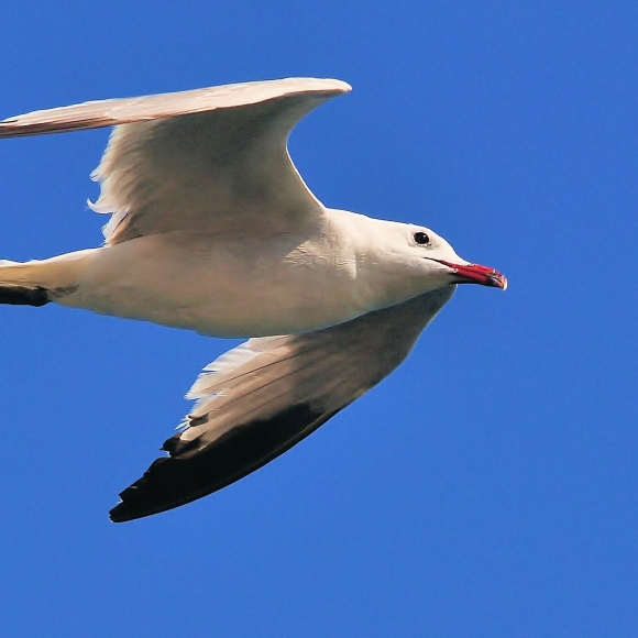 Adult Audouin's Gull