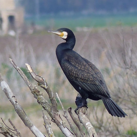 Great Cormorant.    Photo:  J. Yeoman