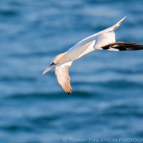 Adult Gannet diving