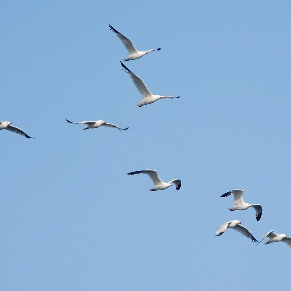 A flock of adult Audouin's Gulls