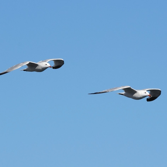 Adults in flight