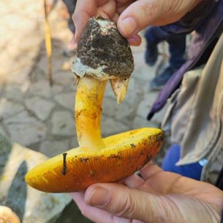 Amanita Caesarea