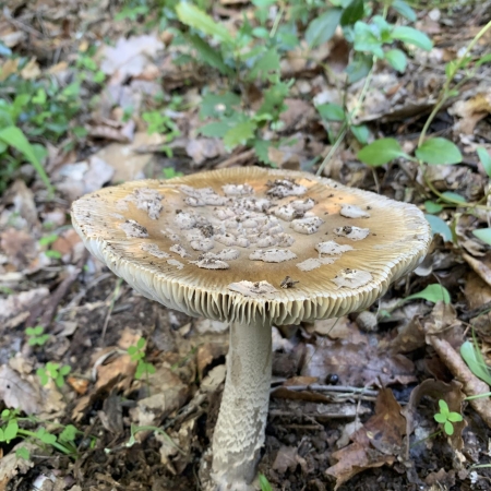 Amanita Pantherina