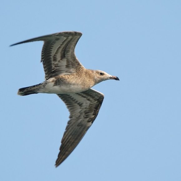 Juvenile Audouins Gull