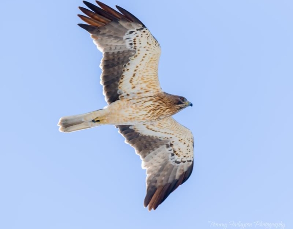 Booted Eagle           T. Finlayson