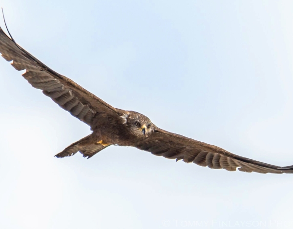 Black Kite