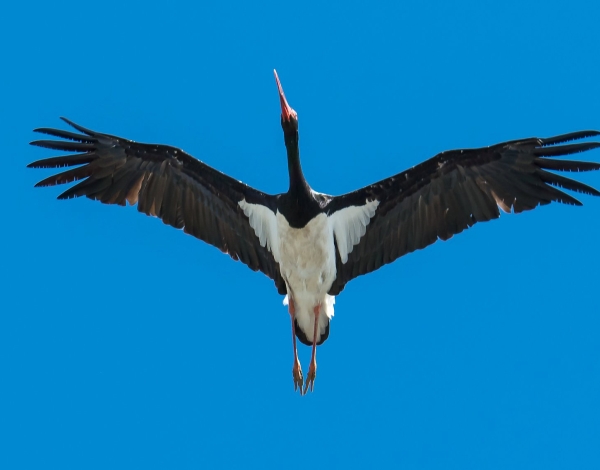 Black Stork