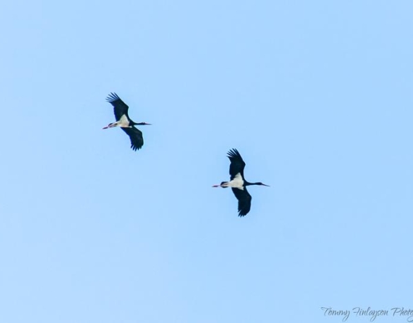 Black Storks  T. Finlayson