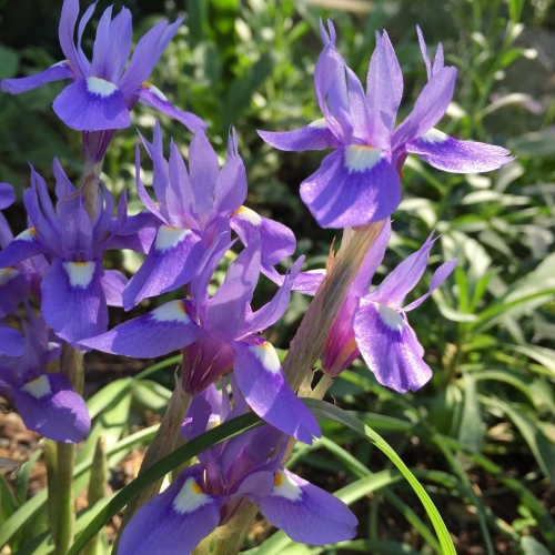 Moraea sisyrinchium