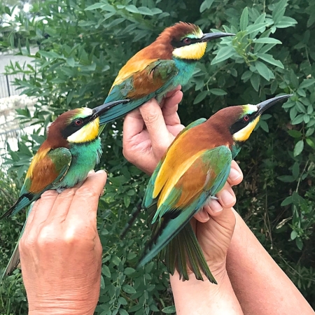 Bee-eater.  All three.