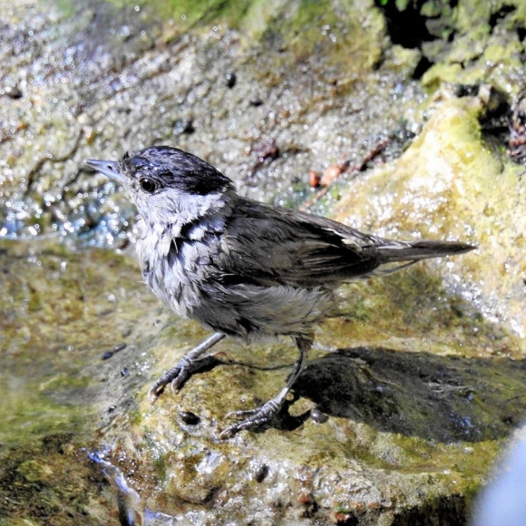 Male Blackcap wet through. Photo: F.J. Odinius.
