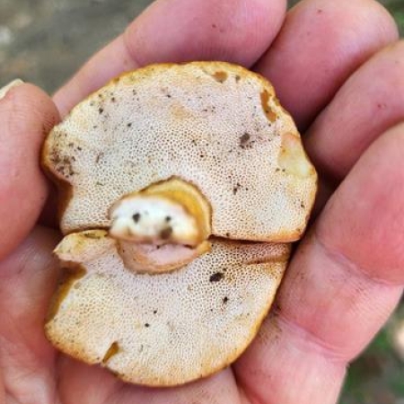 Boletus