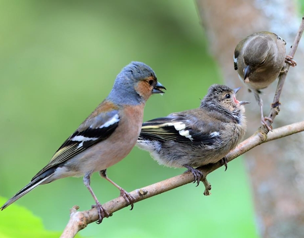 Chaffinches.  P. Rocca