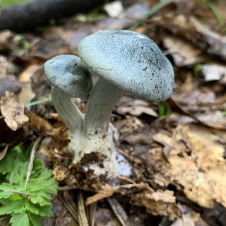 Clitocybe Odora