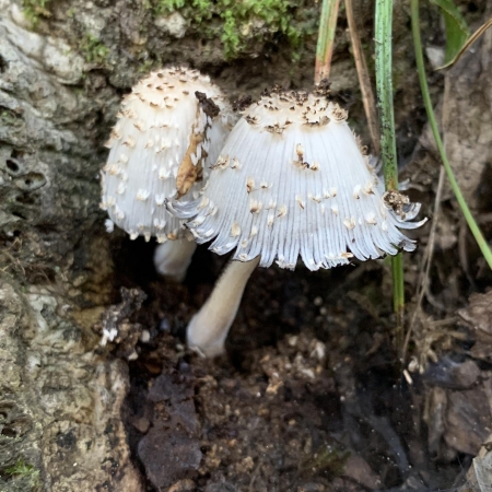 Coprinus Comatus