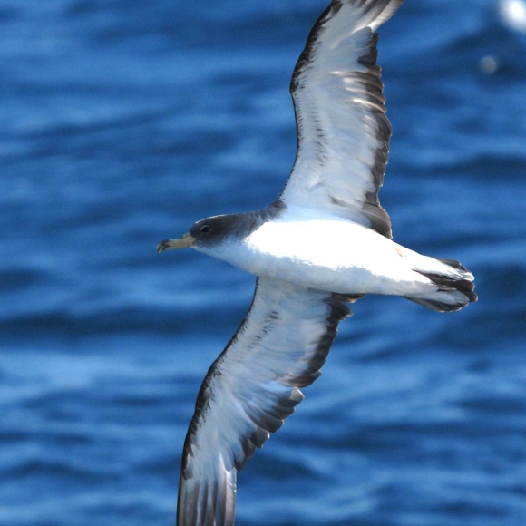 Corys Shearwater