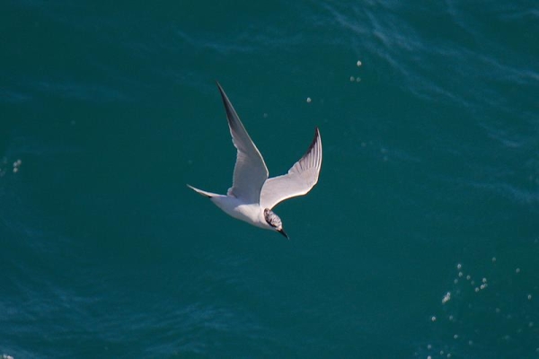 Gull-billed Tern            C. Perez