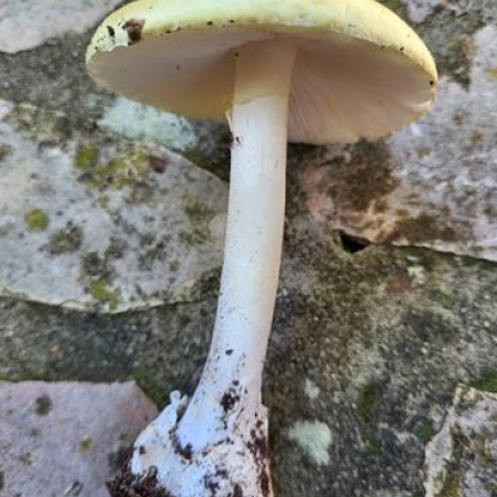 Death Cap