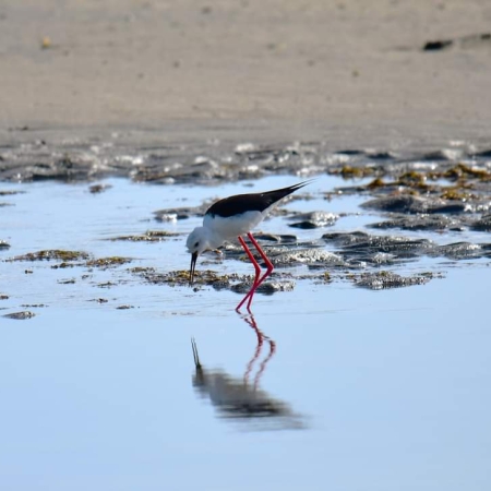 Black-winged Stilt