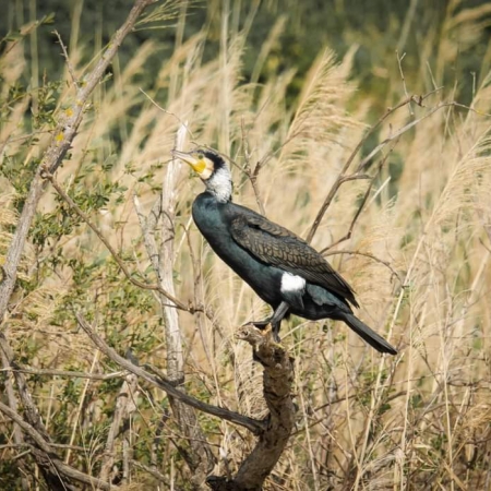 Cormorant
