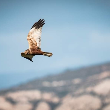 Marsh Harrier