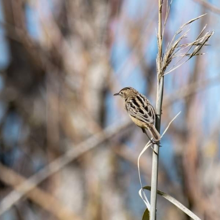 Fan-tailed Warbler
