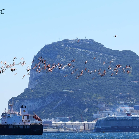 Flamingoes against the Rock of Gibraltar                                                    Photo: Luisa Haasova "Dolphin Adventure Boat".