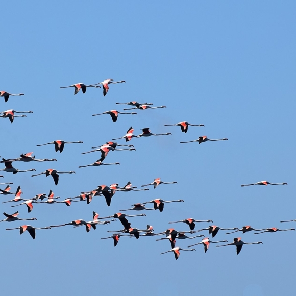 Flamingoes a crop of some of the Flamingoes                                                                      Photo: Luisa Haasova "Dolphin Adventure Boat".