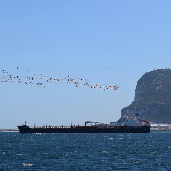Flamingoes flying south up the Bay of Gibraltar.                                            Photo: Luisa Haasova "Dolphin Adventure Boat".