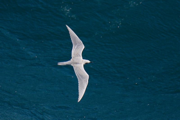Gull-billed Tern     C. Perez