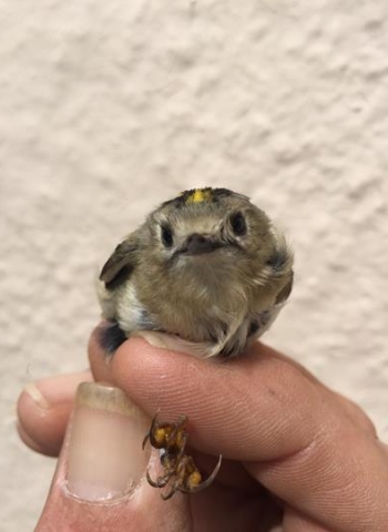 Goldcrest,  at 4.6g this a a light bird