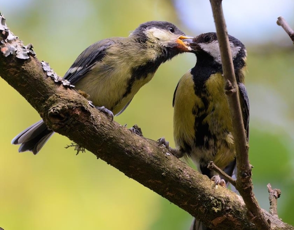 Great Tits  P. Rocca