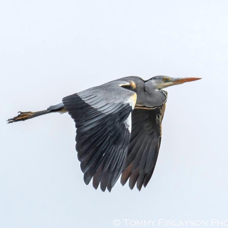 Grey Heron.  Photo:   T. Finlayson