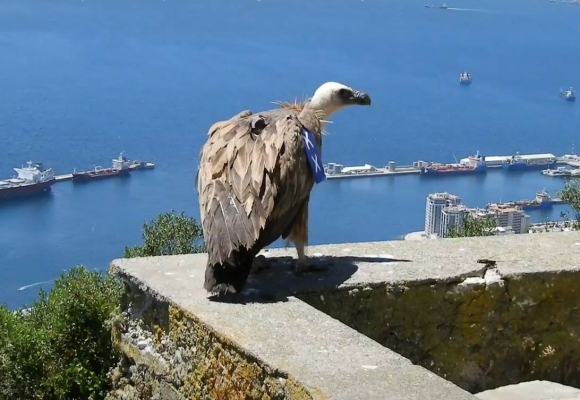 Griffon Vulture 'Harry' KX