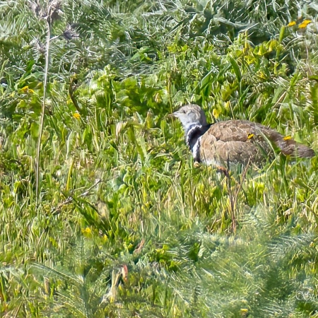 Little bustard