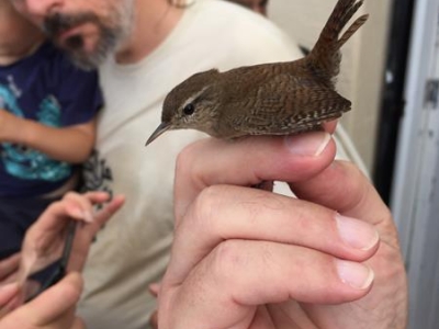 Wren in the hand