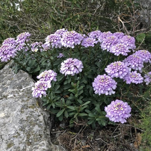 Iberis gibraltarica