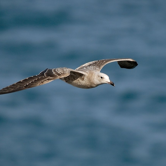 Juvenile Audouin's Gull
