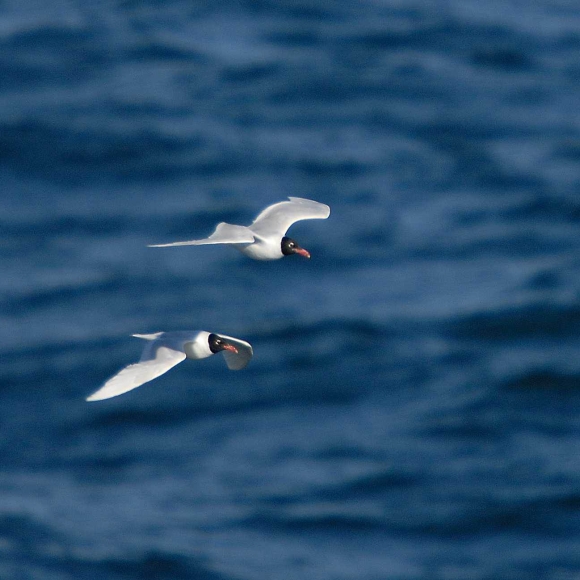 Med Gulls in summer plumage with their characteristic black heads.