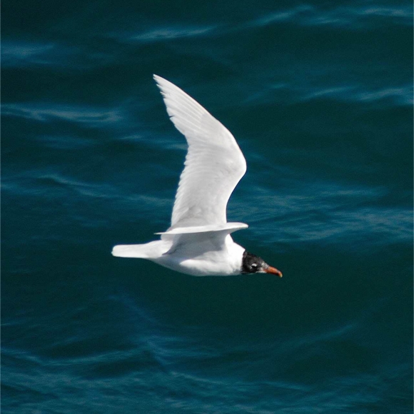 Adult Med Gull in moult.