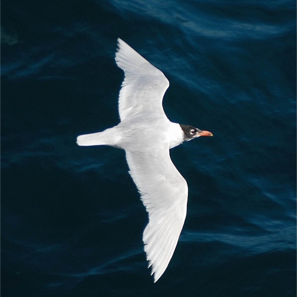 Med Gull Adult